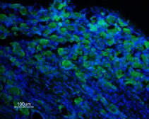 Anti-TRPM8 antibody used in IHC (Frozen sections) (IHC-Fr). GTX54866