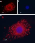 Anti-Polycystin 2 antibody used in Immunocytochemistry/ Immunofluorescence (ICC/IF). GTX54867