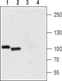 Anti-Polycystin 2 antibody used in Western Blot (WB). GTX54867