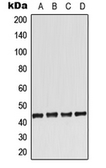 Anti-Adenosine A2a Receptor antibody used in Western Blot (WB). GTX54923