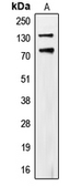 Anti-CDCP1 (phospho Tyr707) antibody used in Western Blot (WB). GTX54967