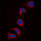 Anti-CBL (phospho Tyr700) antibody used in Immunocytochemistry/ Immunofluorescence (ICC/IF). GTX55004