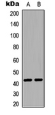 Anti-EDG1 (phospho Thr236) antibody used in Western Blot (WB). GTX55030