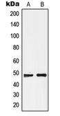 Anti-GPR19 antibody used in Western Blot (WB). GTX55148
