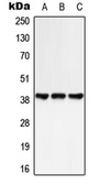 Anti-GPR25 antibody used in Western Blot (WB). GTX55149