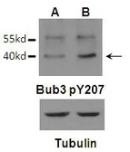 Anti-BUB3 (phospho Tyr207) antibody used in Western Blot (WB). GTX55298