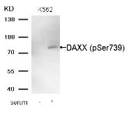 Anti-Daxx (phospho Ser739) antibody used in Western Blot (WB). GTX55302