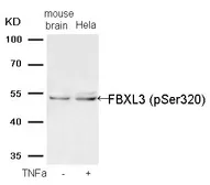 Anti-FBXL3 (phospho Ser320) antibody used in Western Blot (WB). GTX55303