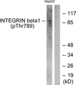 Anti-Integrin beta 1 / CD29 (phospho Thr789) antibody used in Western Blot (WB). GTX55308