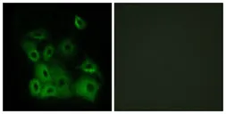 Anti-Bax (phospho Thr167) antibody used in Immunocytochemistry/ Immunofluorescence (ICC/IF). GTX55313