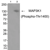Anti-MAP3K1 (phospho Thr1400) antibody used in Western Blot (WB). GTX55333
