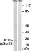 Anti-HP1 gamma (phospho Ser93) antibody used in Western Blot (WB). GTX55339
