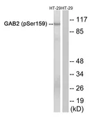 Anti-GAB2 (phospho Ser159) antibody used in Western Blot (WB). GTX55342