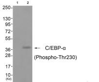 Anti-C/EBP alpha (phospho Thr230) antibody used in Western Blot (WB). GTX55349