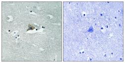 Anti-Claudin 5 (phospho Tyr217) antibody used in IHC (Paraffin sections) (IHC-P). GTX55352