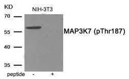 Anti-TAK1 (phospho Thr187) antibody used in Western Blot (WB). GTX55383