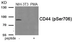 Anti-CD44 (phospho Ser706) antibody used in Western Blot (WB). GTX55385