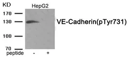 Anti-VE-Cadherin (phospho Tyr731) antibody used in Western Blot (WB). GTX55391