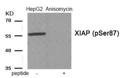 Anti-XIAP (phospho Ser87) antibody used in Western Blot (WB). GTX55394