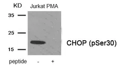 Anti-GADD153 (phospho Ser30) antibody used in Western Blot (WB). GTX55401