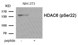 Anti-HDAC6 (phospho Ser22) antibody used in Western Blot (WB). GTX55403