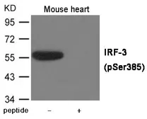 Anti-IRF3 (phospho Ser385) antibody used in Western Blot (WB). GTX55416