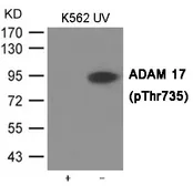 Anti-ADAM17 (phospho Thr735) antibody used in Western Blot (WB). GTX55420