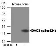 Anti-HDAC3 (phospho Ser424) antibody used in Western Blot (WB). GTX55425