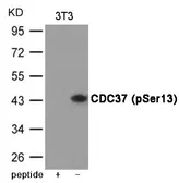 Anti-CDC37 (phospho Ser13) antibody used in Western Blot (WB). GTX55427