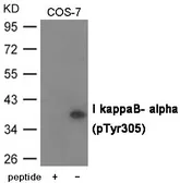 Anti-IKB alpha (phospho Tyr305) antibody used in Western Blot (WB). GTX55428