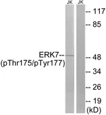 Anti-MAPK15 (phospho Thr175/Tyr177) antibody used in Western Blot (WB). GTX55435