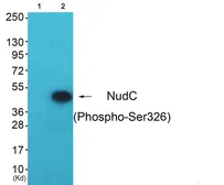 Anti-NUDC (phospho Ser326) antibody used in Western Blot (WB). GTX55448