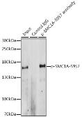 Anti-SMC1 (phospho Ser957) antibody used in Immunoprecipitation (IP). GTX55474