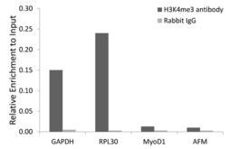 Anti-Histone H3K4me3 (Tri-methyl Lys4) antibody used in ChIP assay (ChIP assay). GTX55482