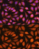 Anti-14-3-3 epsilon antibody used in Immunocytochemistry/ Immunofluorescence (ICC/IF). GTX55485