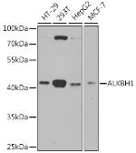 Anti-ABH1 antibody used in Western Blot (WB). GTX55486