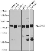 Anti-ADAMTS4 antibody used in Western Blot (WB). GTX55492