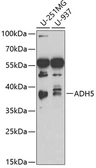 Anti-ADH5 antibody used in Western Blot (WB). GTX55494