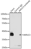 Anti-AKR1C3 antibody used in Immunoprecipitation (IP). GTX55499