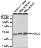 Anti-AKR7A2 antibody used in Western Blot (WB). GTX55500
