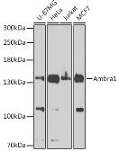 Anti-AMBRA1 antibody used in Western Blot (WB). GTX55507