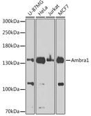 Anti-AMBRA1 antibody used in Western Blot (WB). GTX55507
