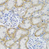 Anti-ARFGAP1 antibody used in IHC (Paraffin sections) (IHC-P). GTX55515