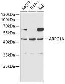 Anti-ARPC1A antibody used in Western Blot (WB). GTX55518