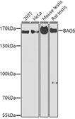 Anti-BAT3 antibody used in Western Blot (WB). GTX55530