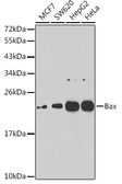Anti-Bax antibody used in Western Blot (WB). GTX55531