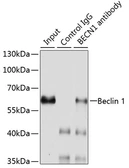 Anti-Beclin 1 antibody used in Immunoprecipitation (IP). GTX55535