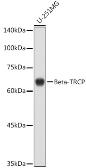 Anti-beta-TrCP antibody used in Western Blot (WB). GTX55536