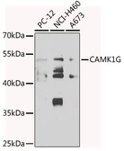Anti-CaMKI gamma antibody used in Western Blot (WB). GTX55546