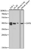 Anti-CAPG antibody used in Western Blot (WB). GTX55547